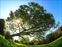 Fisheye leaning tree Glasshouse Lane E-PL5 P7200003.JPG