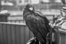 Harris Hawk in Rain.jpg