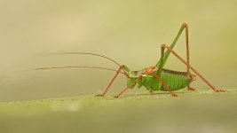 cricket2v1024.jpg