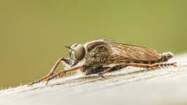 dancefly2v1024.jpg