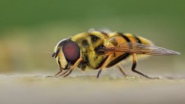 fly2.jpg