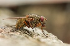 fly3v1024.jpg
