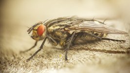 fly1024.jpg