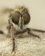 dancefly3v900.jpg