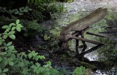 Dragonfly.jpg
