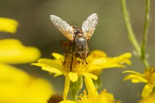 5P8A0126.jpg