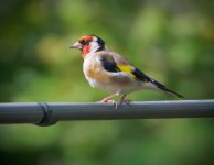goldfinch in sun.jpg