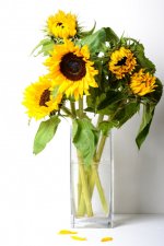 Sunflower.jpg
