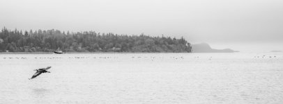 Week 35 - Snappers 1.JPG Week 35 - Snappers 1.JPG