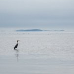 Week 35 - Snappers 2.JPG Week 35 - Snappers 2.JPG