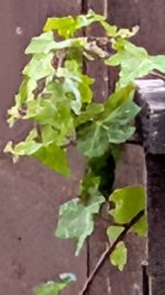 Plant 1.jpg