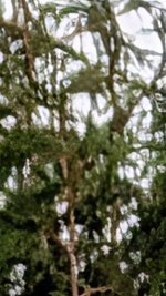 Trees 1.jpg