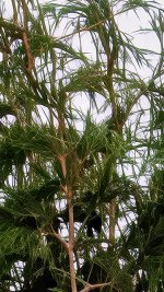 Trees 2.jpg