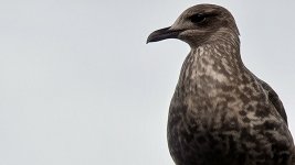Bird 2.jpg