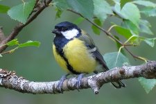 Male Great Tit.JPG