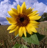 Sunflower.jpg
