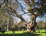 Tree Exeter Crematorium Ixus 70 IMG_4498.jpg