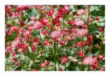 Mamiya NC1000-000050660009.JPG