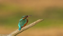 16-09-2025 Kingfisher 1.jpg