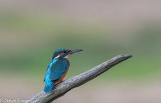 16-09-2025 Kingfisher 3.jpg
