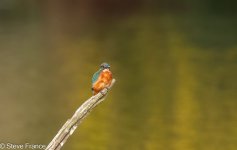16-09-2025 Kingfisher 4.jpg