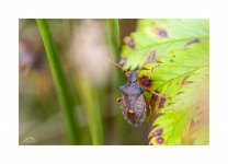 Red-legged sheild bug 2.jpg