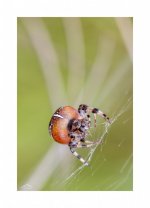 Spider 3.jpg