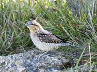 Wryneck_Landsend_24Sep2025.jpg