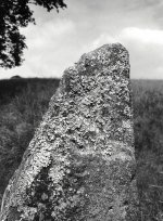 LichenOnRock.JPG