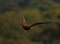 Z8169972_DxO_web test.jpg