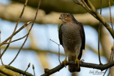 DSC_0631_DxO - Copy.jpg