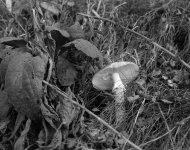 FlyAgaric.jpg