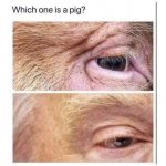 which pig.jpg