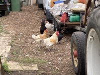 Rooster.jpg