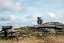 021 Mountain Cow at Longaford Tor 01-3523 PS Adj Upload.jpg