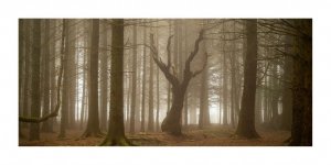 dena clough woods-20.jpg