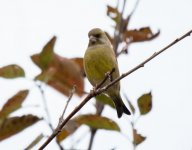 greenfinch151025.jpg