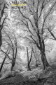 Infrared-Crickley-Hill-1.jpg Infrared-Crickley-Hill-1.jpg