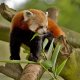 Panda.jpg