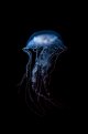 Jellyfish edit-1.jpg