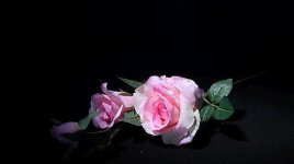 IMG_0385LoRes.jpg
