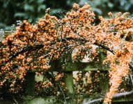 000082510015 Red or orange.jpg