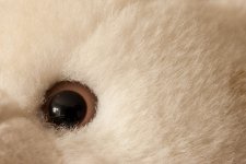 Eye.jpg
