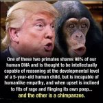 chimp.jpg