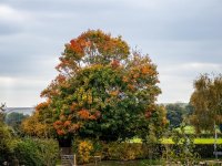 Autumn-3.jpg