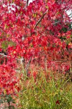 Autumn Colours.jpg