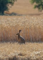Hare in the sun.jpg