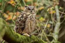 European Eagle Owl just chillin'.jpg