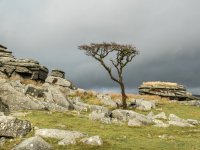 203 Lone Tree on Kings Tor 01-1002318 PS Adj Upload.jpg