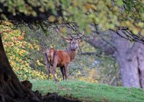 009_2800_2000_deer.JPG